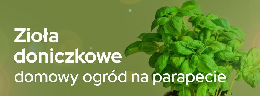 Zioła doniczkowe – domowy ogród na parapecie | Blog Sklepogrodniczy.pl
