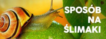Sposób na ślimaki | Blog Sklepogrodniczy.pl