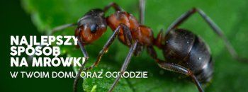Najlepszy sposób na mrówki w Twoim domu oraz ogrodzie | Blog Sklepogrodniczy.pl
