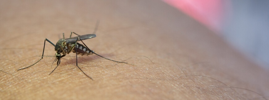 Sprawdzone sposoby na odstraszanie komarów