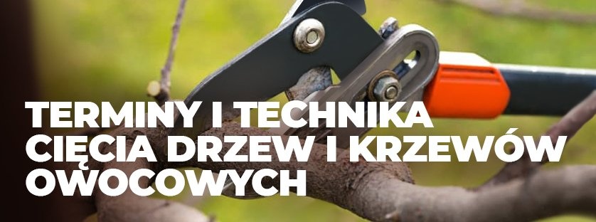 Terminy i technika cięcia drzew i krzewów owocowych | Blog Sklepogrodniczy.pl