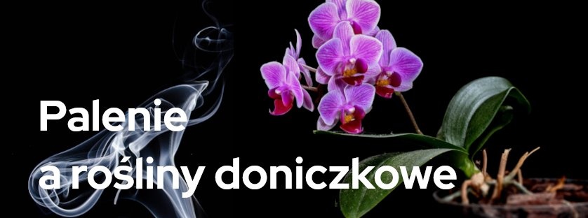Palenie a rośliny doniczkowe | Blog Sklepogrodniczy.pl