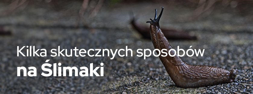 Kilka sposób na ślimaki - Sklepogrodniczy.pl 