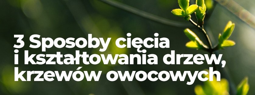 Sposoby cięcia i kształtowania drzew i krzewów owocowych | Blog Sklepogrodniczy.pl