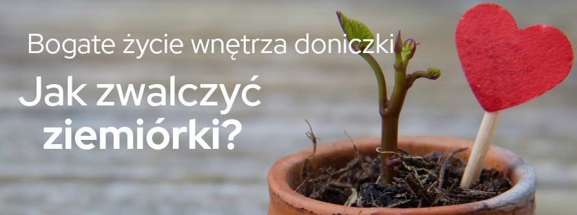 Bogate życie wnętrza doniczki. Jak zwalczyć ziemiórki? | Blog Sklepogrodniczy.pl	