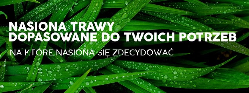 Nasiona trawy dopasowane do Twoich potrzeb – na które nasiona się zdecydować?| Blog Sklepogrodniczy.pl