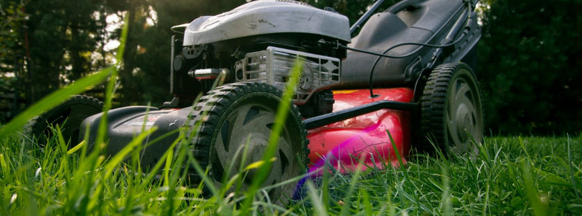 Jak pielęgnować trawnik latem?