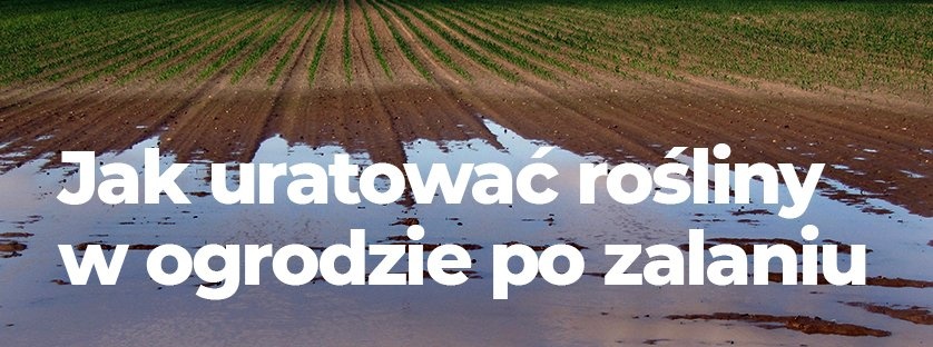 Jak uratować rośliny w ogrodzie po zalaniu? | Blog Sklepogrodniczy.pl  