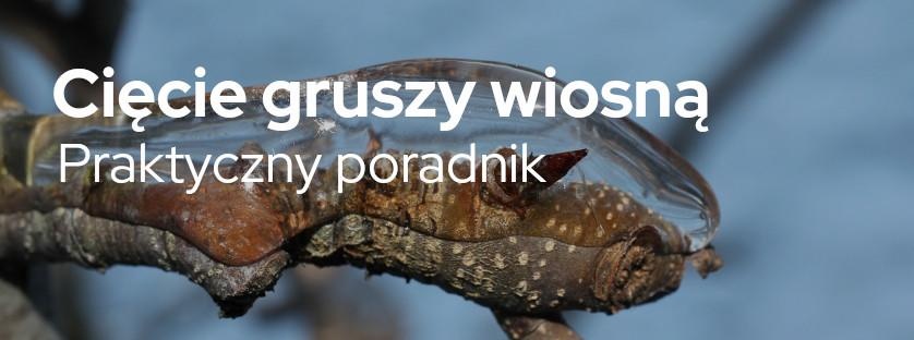 Cięcie gruszy wiosną. Praktyczny poradnik | Blog Sklepogrodniczy.pl 