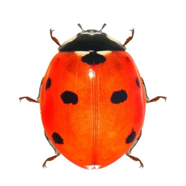 Biedronka siedmiokropka – Coccinella septempunctata z 7 czarnymi kropkami Biedronka siedmiokropka – Coccinella septempunctata z 7 czarnymi kropkami