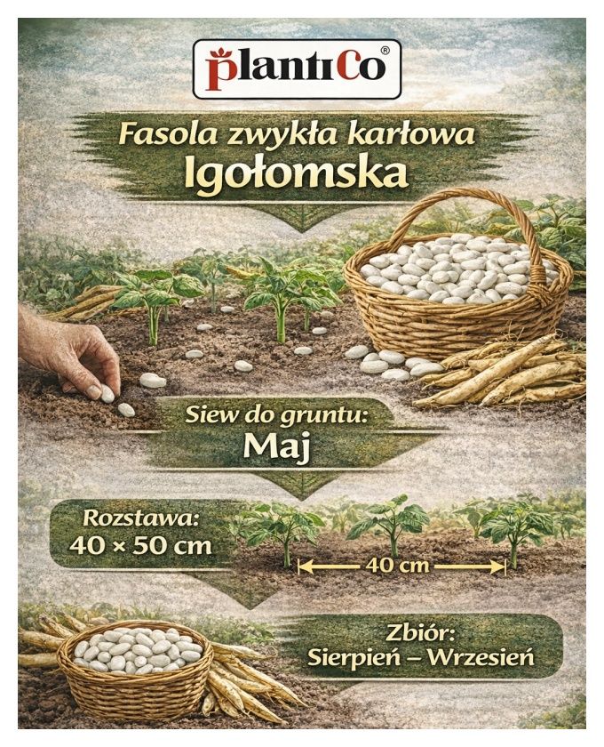 Fasola zwykła karłowa Igołomska 50 g PlantiCO