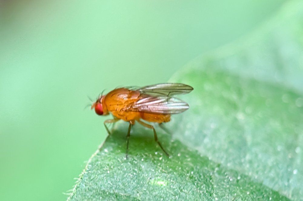 Muszka plamoskrzydła Drosophila suzukii &ndash; uszkodzone winogrona