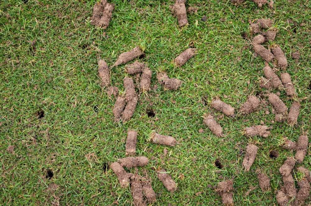 Trawnik po aeracji rurkowej z widocznymi otworami i wałeczkami ziemi na powierzchni. Fot. Dziurek - shutterstock.com Trawnik po aeracji rurkowej z widocznymi otworami i wałeczkami ziemi na powierzchni. Fot. Dziurek - shutterstock.com