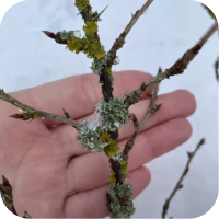 Pęd pięcioletni agrestu &ndash; z porostami, do przycięcia