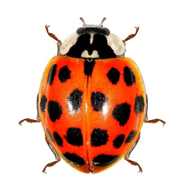 Biedronka azjatycka – Harmonia axyridis o zmiennym ubarwieniu i licznych kropkach Biedronka azjatycka – Harmonia axyridis o zmiennym ubarwieniu i licznych kropkach