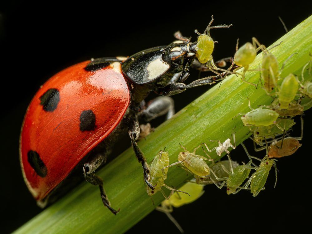 biedronka zjadająca mszyce na łodydze rośliny. Fot. Szabadi Jeno Tibor - shutterstock biedronka zjadająca mszyce na łodydze rośliny. Fot. Szabadi Jeno Tibor - shutterstock