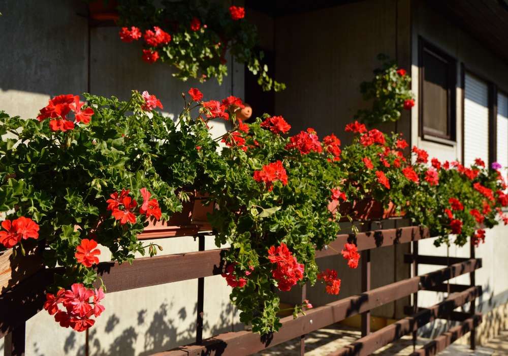 Pelargonie na balkonie