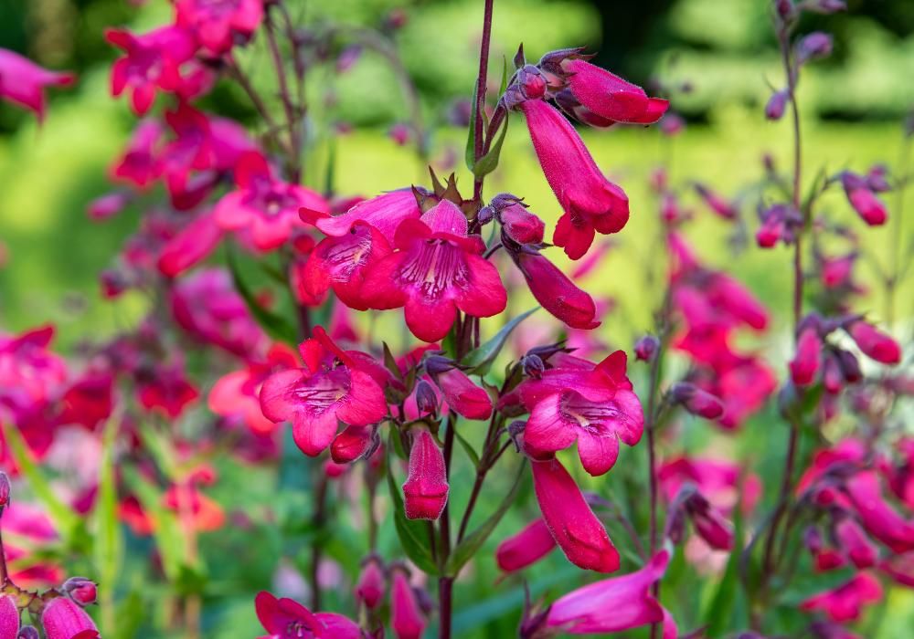 Rośliny łatwe do uprawy latem: r&oacute;żowy penstemon