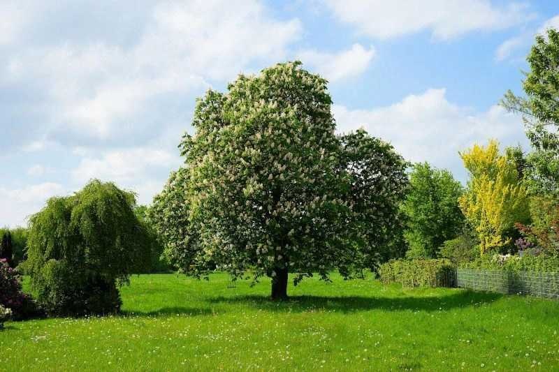 Drzewo w ogrodzie - wycinka drzew na działce | Sklepogrodniczy.pl