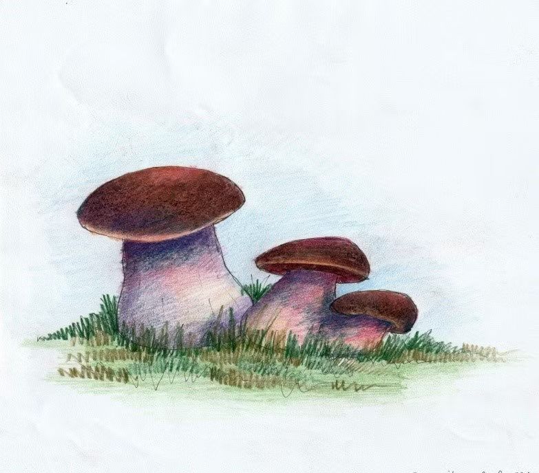 Borowik celastopory