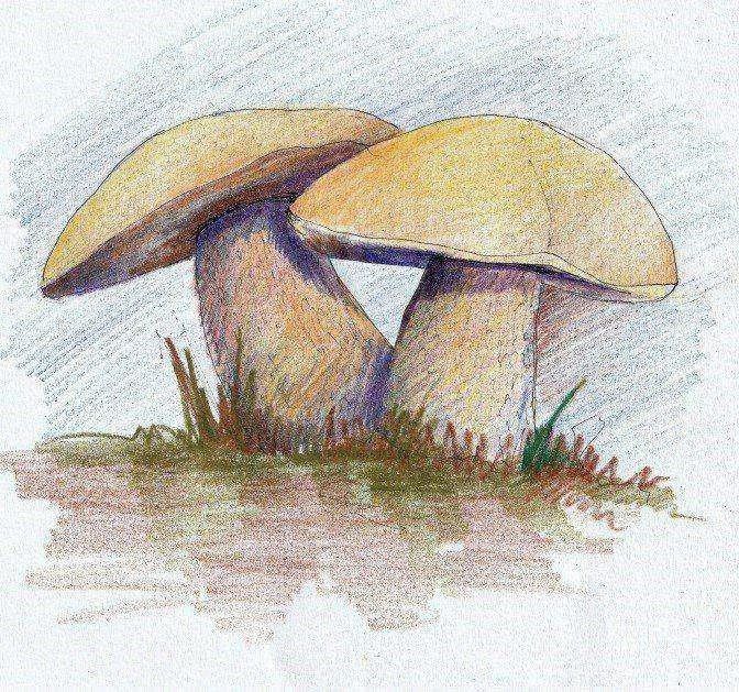 Borowik ponury
