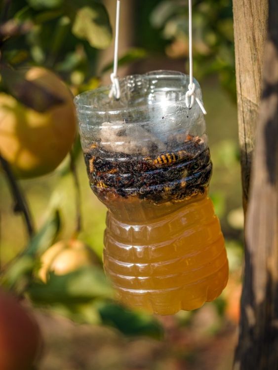 Pułapka na osy i szerszenie z plastikowej butelki Pułapka na osy i szerszenie z plastikowej butelki