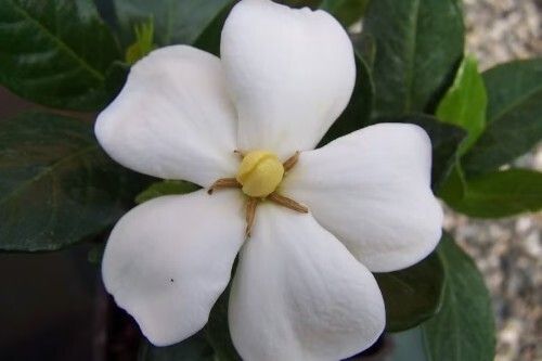 Gardenia doniczkowa Gardenia doniczkowa
