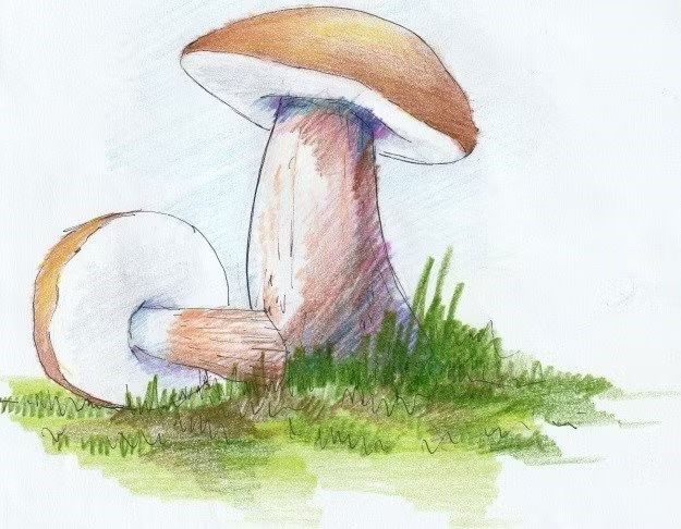 Goryczak ż&oacute;łciowy