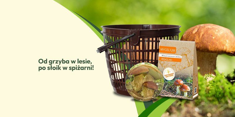 Od grzyba w lesie, po słoik w spiżarni - Grafika