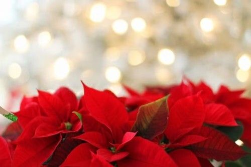 Poinsettia Poinsettia