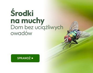 Środki na muchy - dom bez uciążliwych owadów