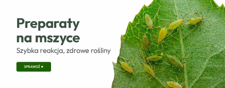 Preparaty na mszyce. Szybka reakcja, zdrowe rośliny.