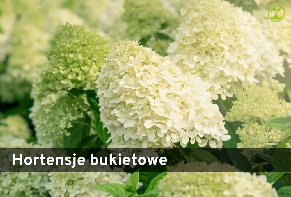 Hortensja bukietowa Hortensja bukietowa