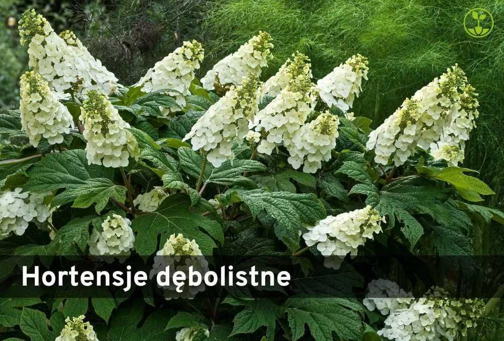 Hortensja dębnolistna Hortensja dębnolistna