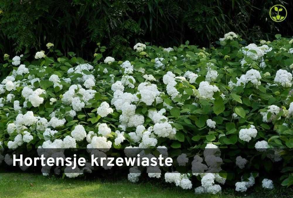 Hortensja krzewiasta Hortensja krzewiasta