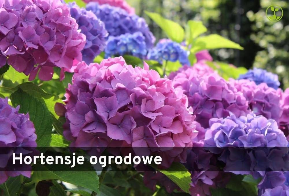 Hortensja ogrodowa Hortensja ogrodowa