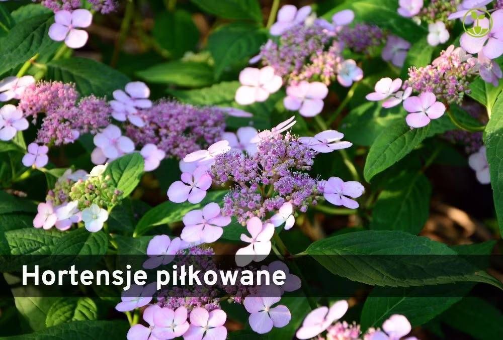 Hortensja piłkowana Hortensja piłkowana