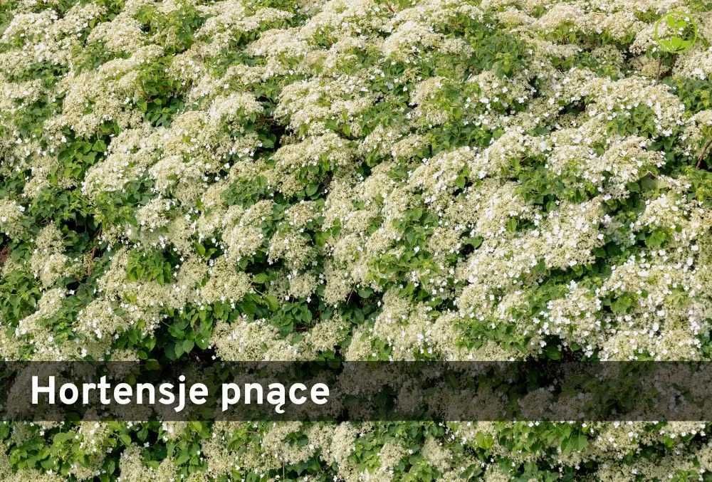 Hortensja pnąca Hortensja pnąca