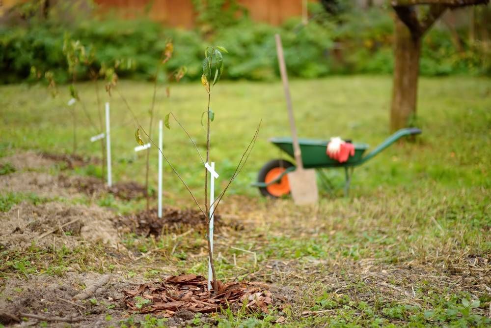 Młode drzewa owocowe posadzone w przydomowym ogrodzie. Fot. Maria Sbytova - - shutterstock.com Młode drzewa owocowe posadzone w przydomowym ogrodzie. Fot. Maria Sbytova - - shutterstock.com