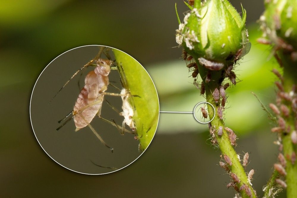 mszyce na łodydze rośliny – powiększenie owada. Fot. Sruilk - shutterstock mszyce na łodydze rośliny – powiększenie owada. Fot. Sruilk - shutterstock