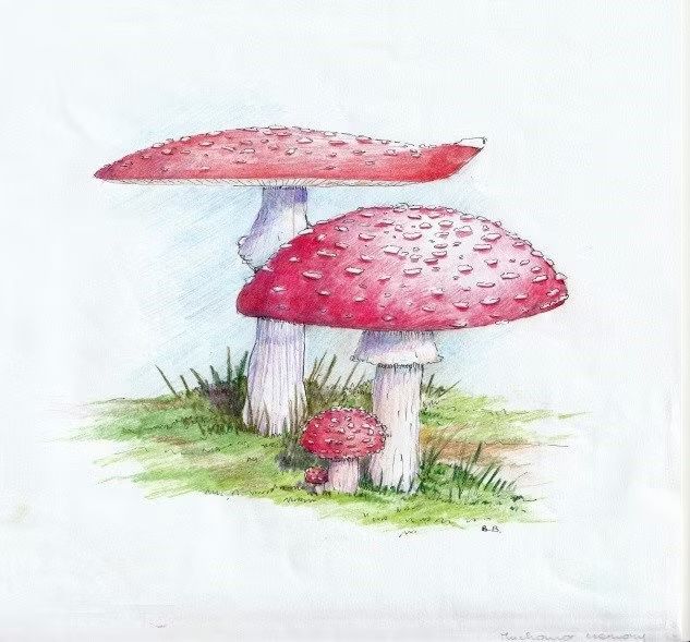 Muchomor czerwony