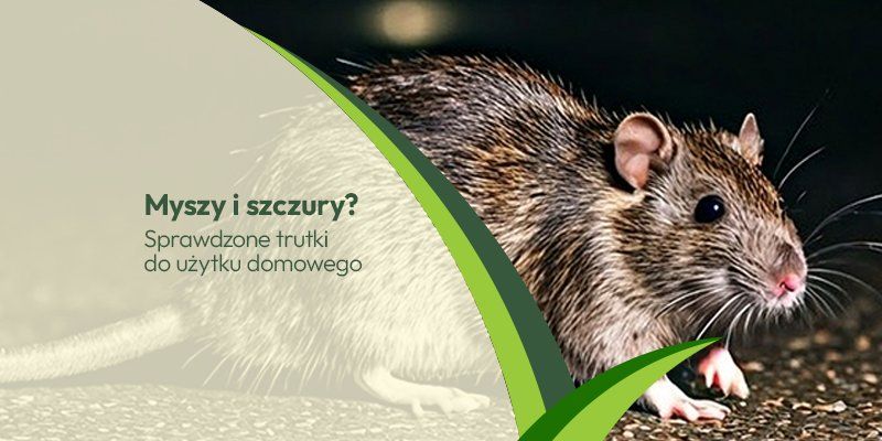 Myszy i szczury Myszy i szczury - grafika