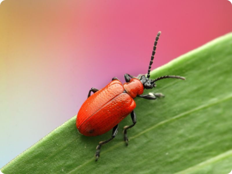 Czerwona poskrzypka liliowa na zielonym liściu. Fot. Wojciech Boruch - shutterstock Czerwona poskrzypka liliowa na zielonym liściu. Fot. Wojciech Boruch - shutterstock