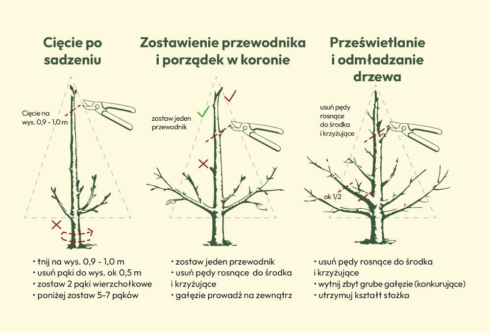 schemat cięcia czereśni schemat cięcia czereśni