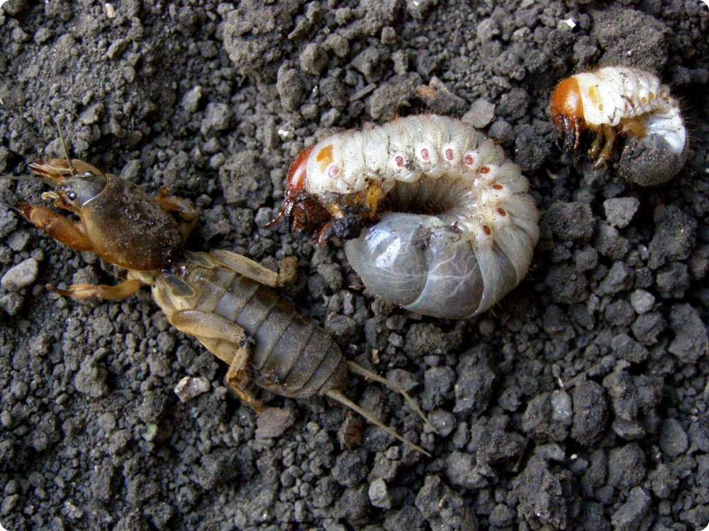 Dorosły turkuć podjadek (Gryllotalpa gryllotalpa ) z charakterystycznymi przednimi odnóżami do kopania w ziemi Dorosły turkuć podjadek (Gryllotalpa gryllotalpa ) z charakterystycznymi przednimi odnóżami do kopania w ziemi