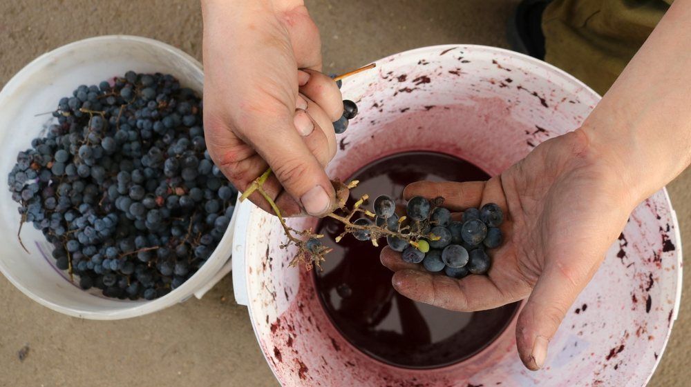 Wino robienie – przygotowanie winogron w domu Wino robienie – przygotowanie winogron w domu
