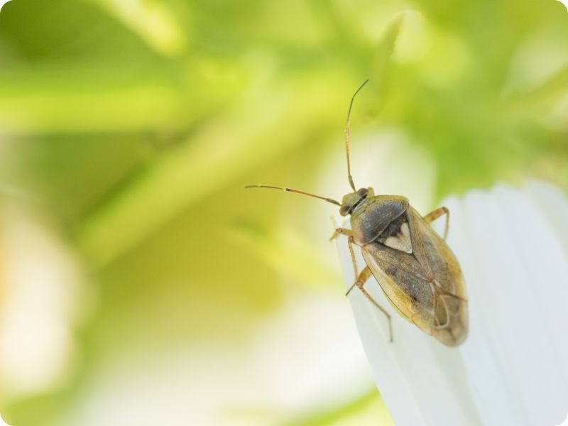 Zmienik lucernowiec siedzący na płatku kwiatu. Fot. Agami Photo Agency - shutterstock Zmienik lucernowiec siedzący na płatku kwiatu. Fot. Agami Photo Agency - shutterstock